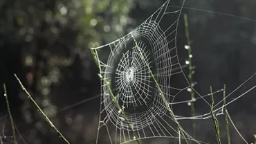 A spider web glistens with dew in the sunlight amidst green foliage.