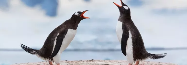 Two penguins standing on icy ground in a snowy landscape.